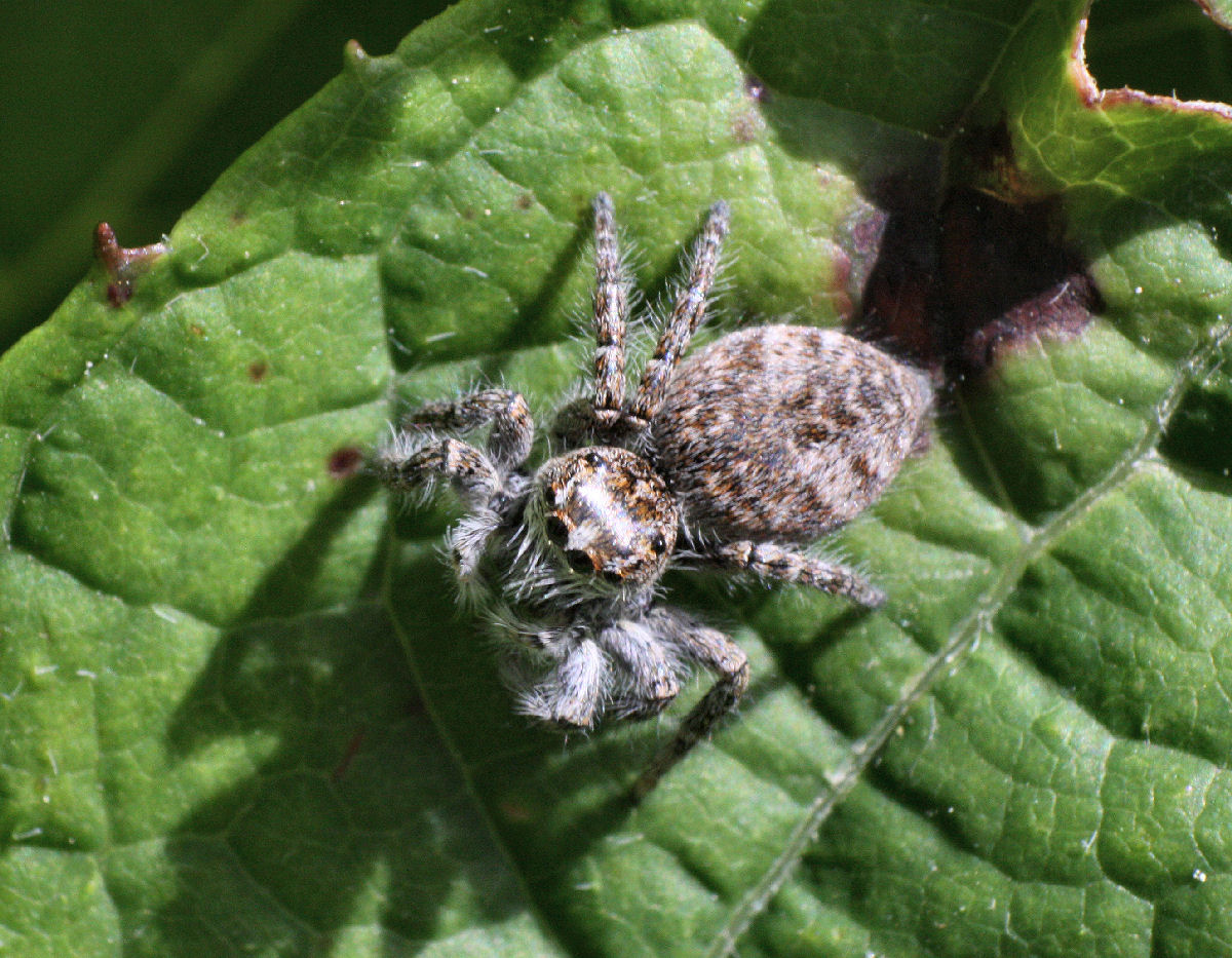 Philaeus chrysops - Lesmo (MB)